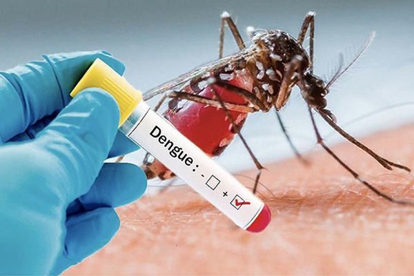 Guadeloupe. Santé : une recrudescence des cas de dengue sur l’archipel