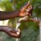 Guadeloupe. Le planning des tours d’eau en Basse-Terre