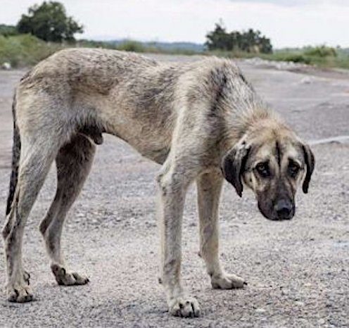 Saint-Martin. Capture de chiens errants du 24 janvier au 7 février