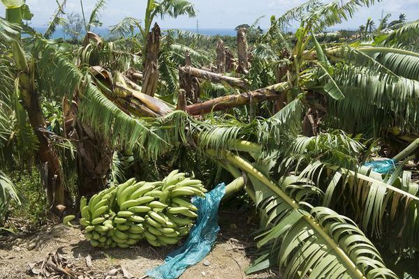 La banane de Martinique  Ministère de l'Agriculture et de la